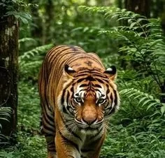 Tiger Trails