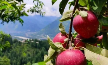 Discover Kashmir’s Beauty: 4 Nights/5 Days Group Package at Unbeatable Prices!